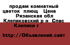 продам комнатный цветок  плющ › Цена ­ 100 - Рязанская обл., Клепиковский р-н, Спас-Клепики г.  »    